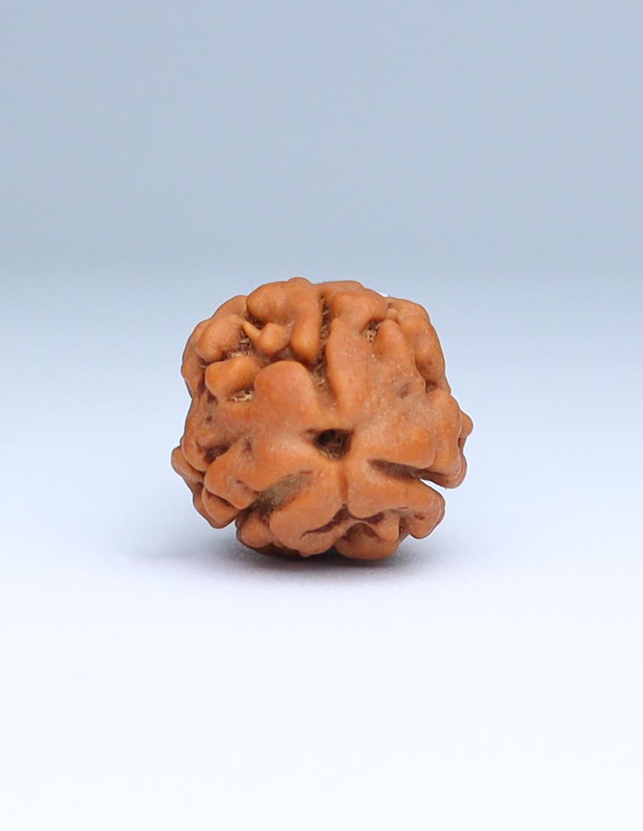 3 Mukhi Nepali Rudraksha