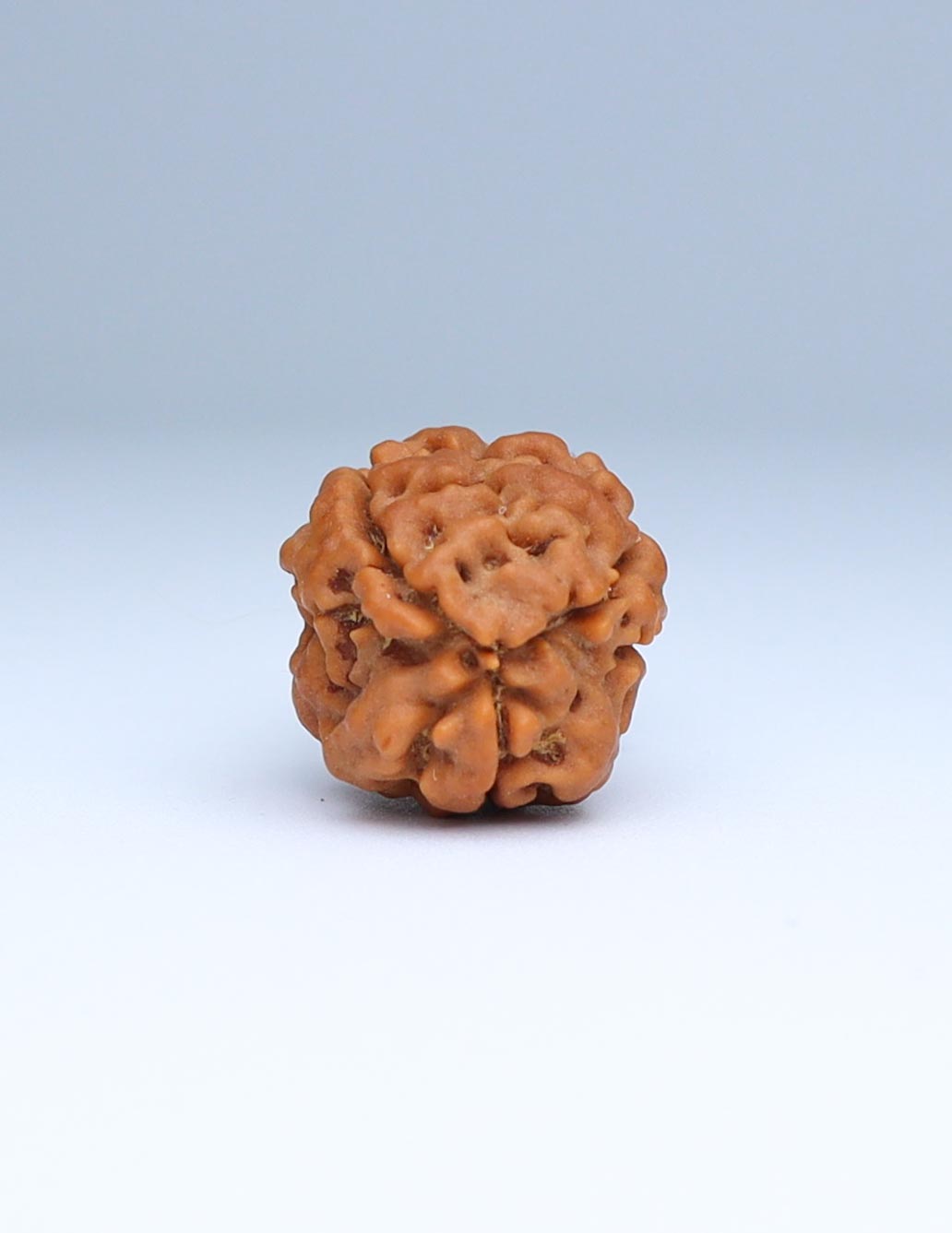 3 Mukhi Nepali Rudraksha