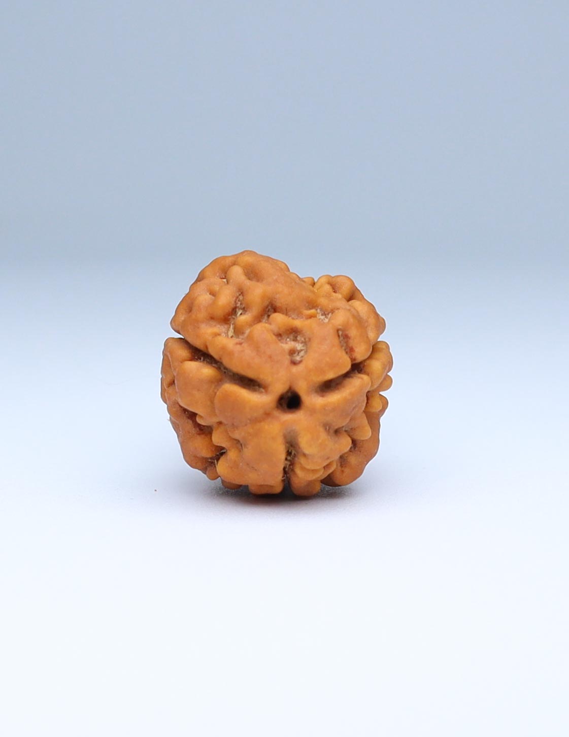 3 Mukhi Nepali Rudraksha