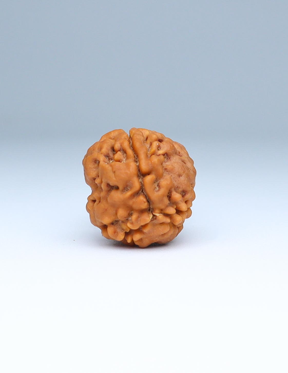 3 Mukhi Nepali Rudraksha