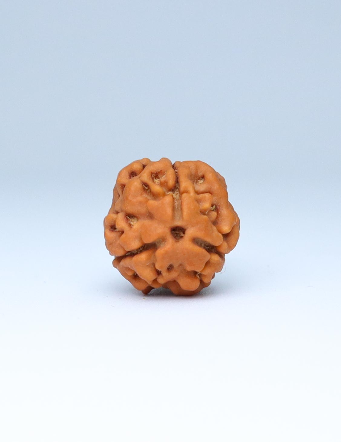 3 Mukhi Nepali Rudraksha