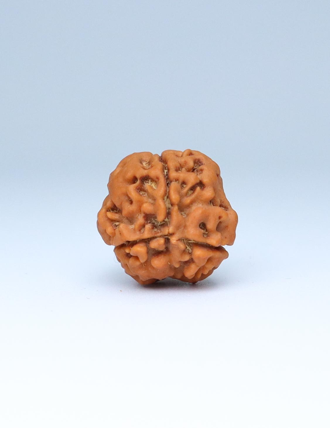 3 Mukhi Nepali Rudraksha