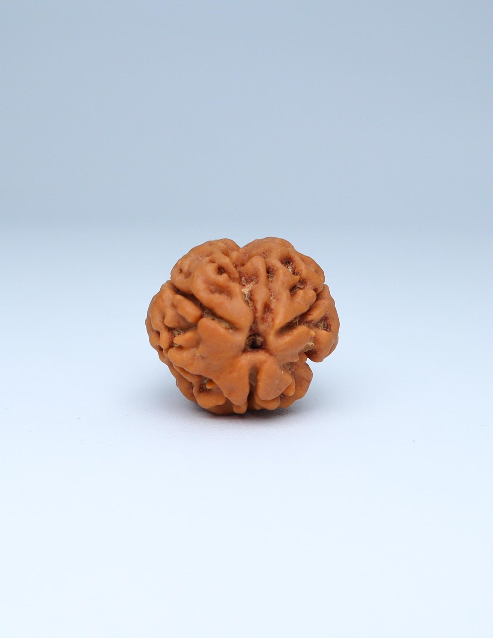 3 Mukhi Nepali Rudraksha