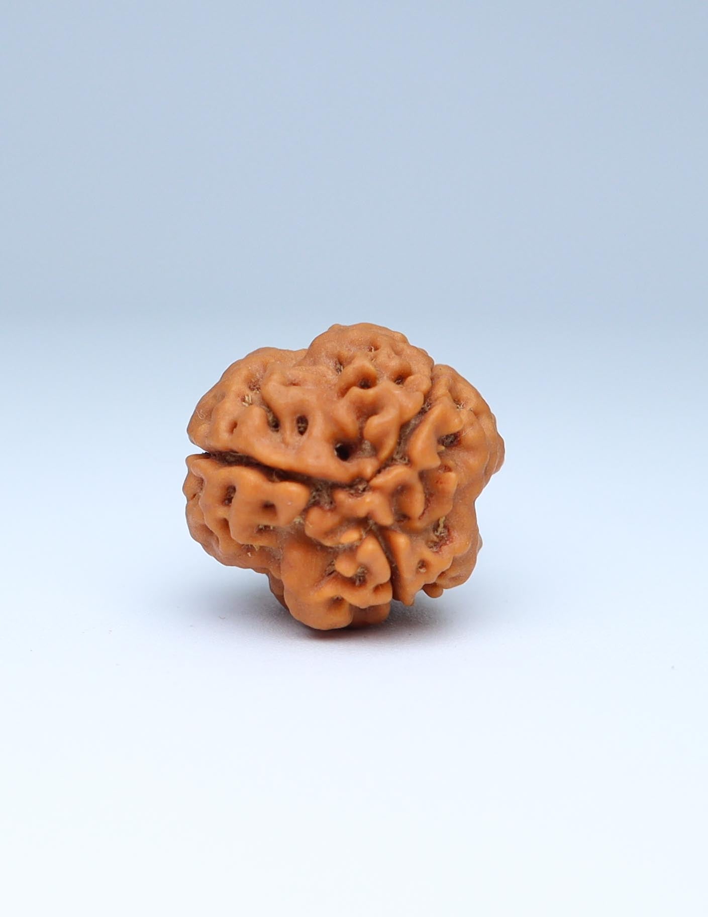 3 Mukhi Nepali Rudraksha