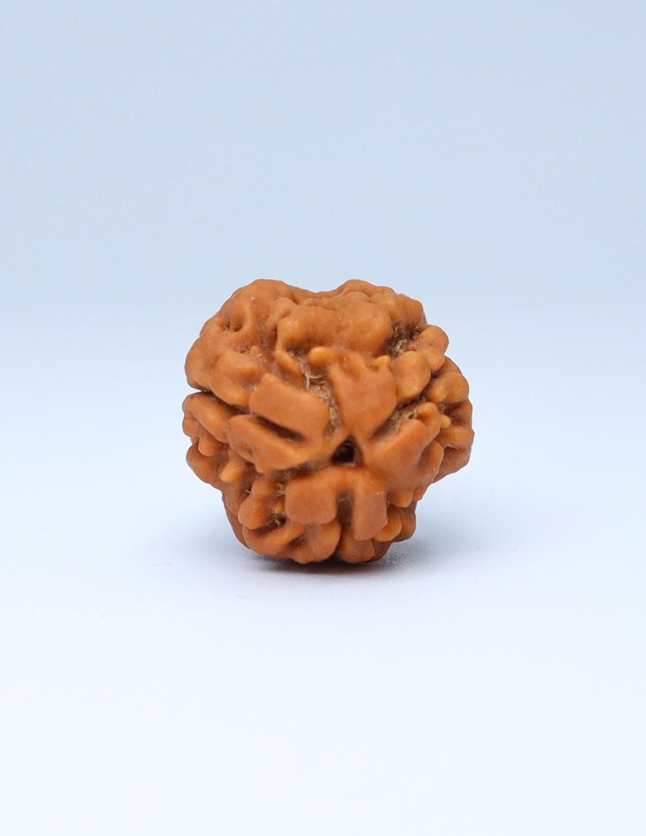 3 Mukhi Nepali Rudraksha