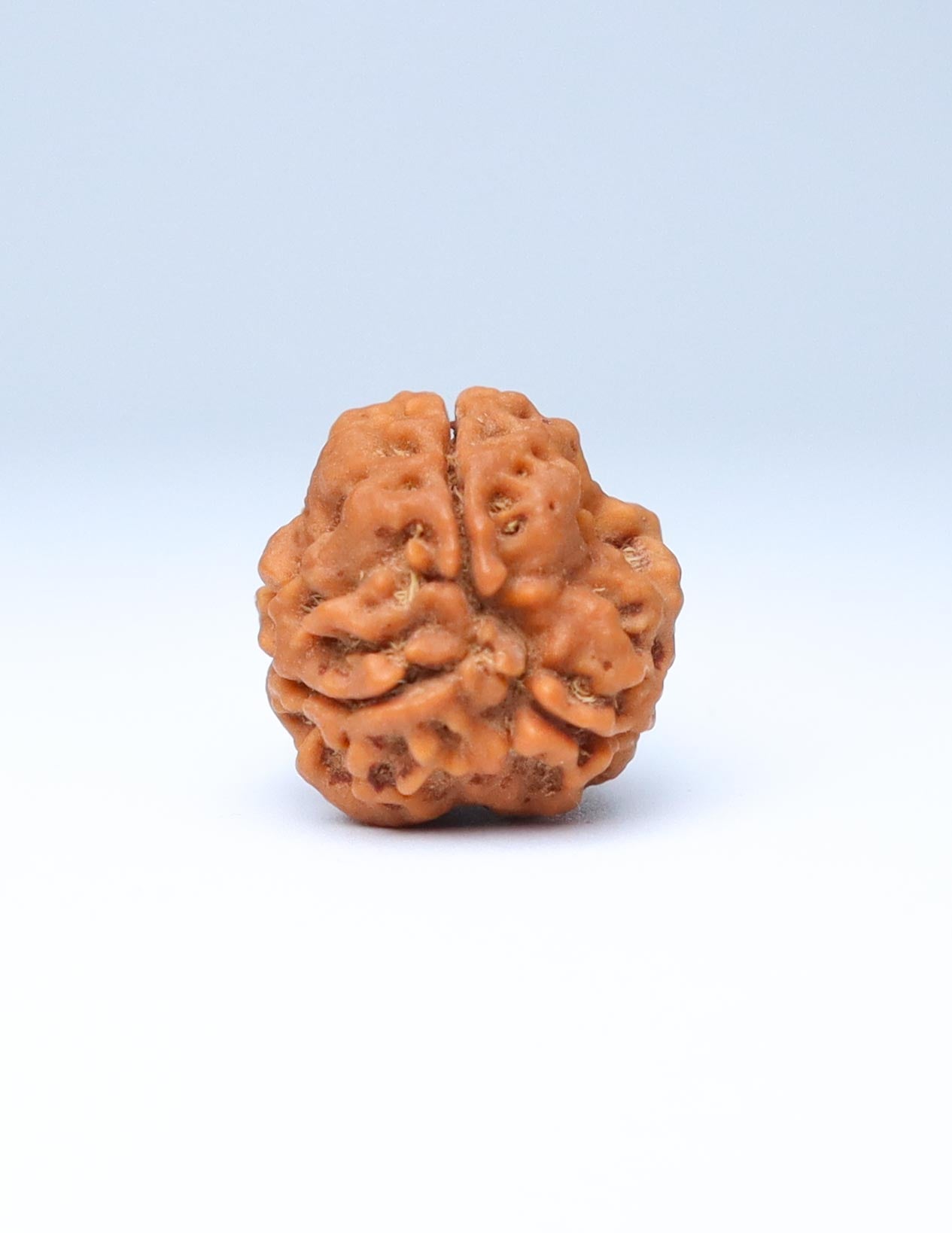 3 Mukhi Nepali Rudraksha