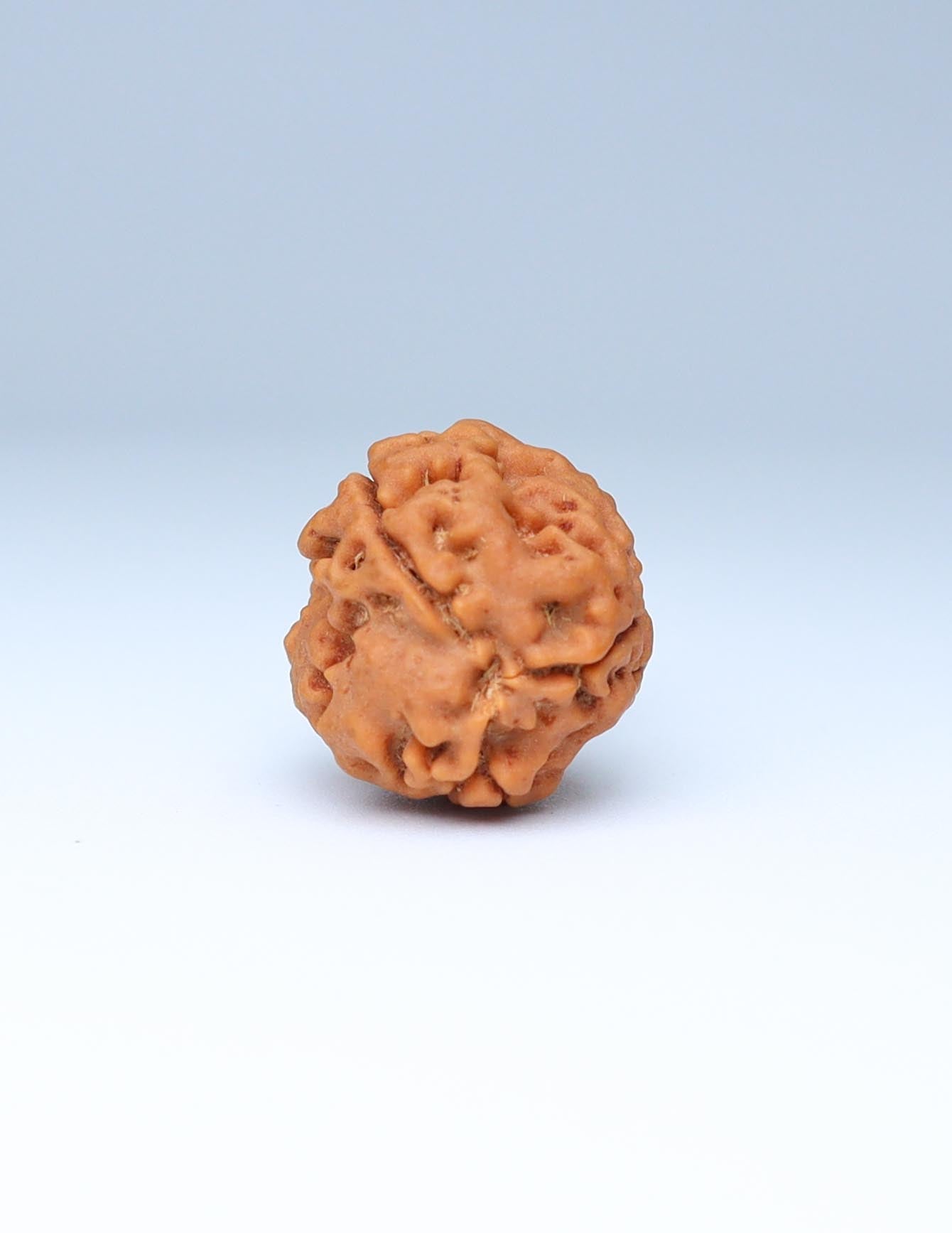 3 Mukhi Nepali Rudraksha