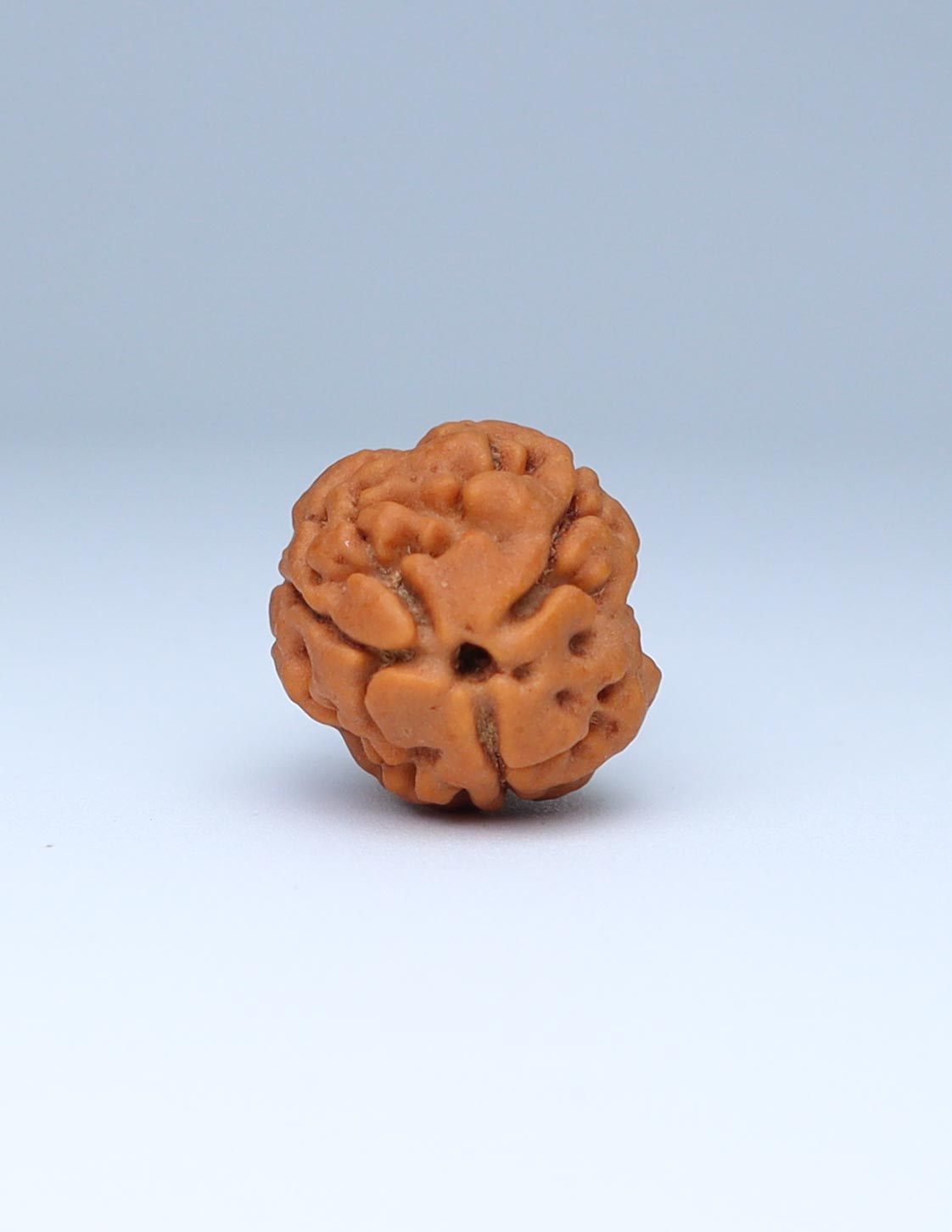 3 Mukhi Nepali Rudraksha