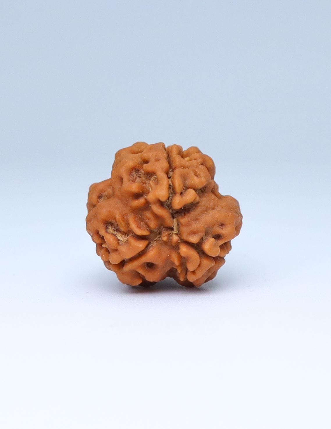 3 Mukhi Nepali Rudraksha