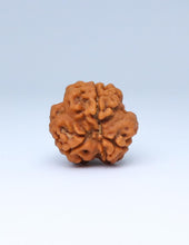 3 Mukhi Nepali Rudraksha