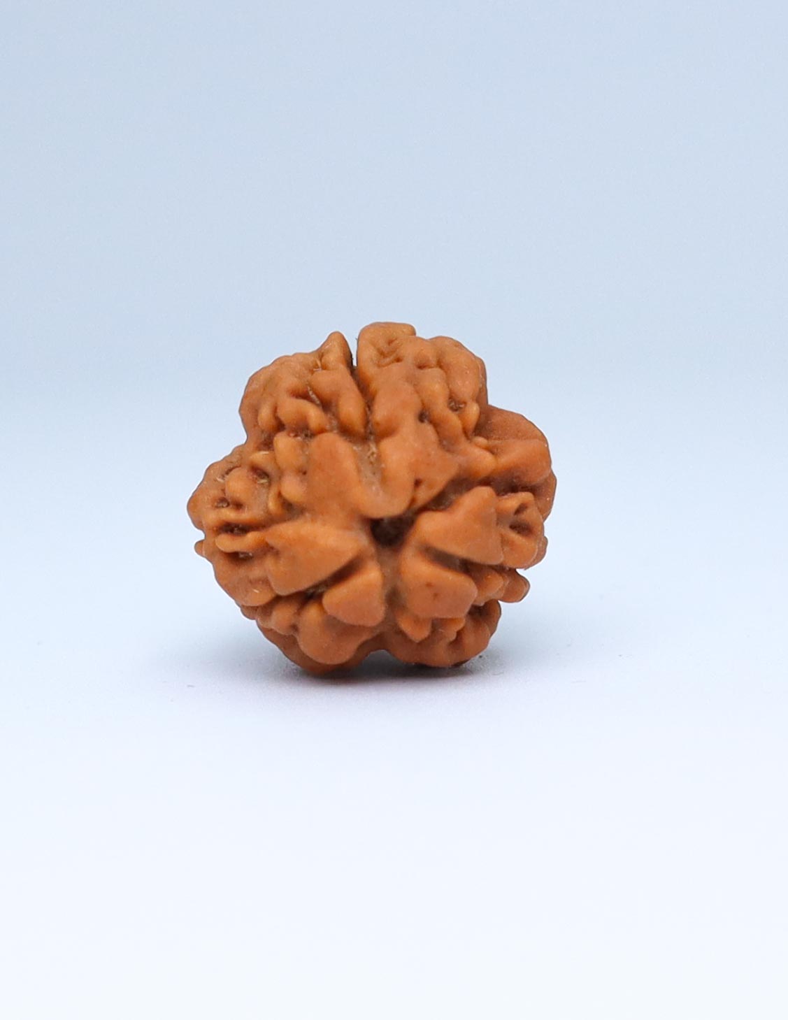 3 Mukhi Nepali Rudraksha