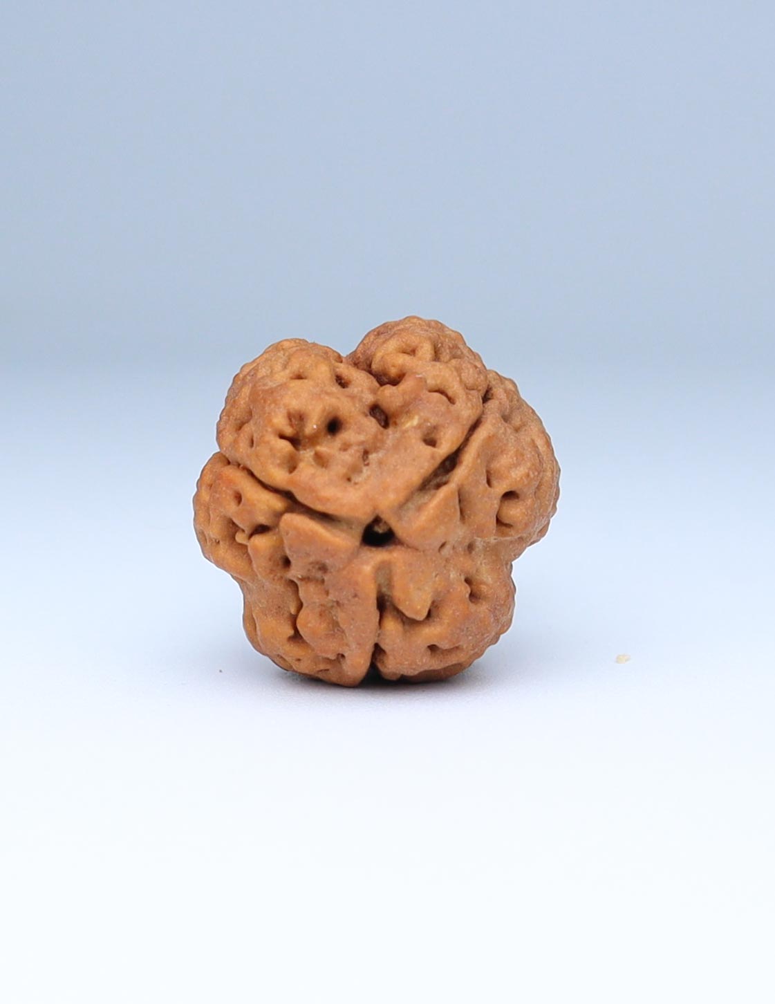 3 Mukhi Nepali Rudraksha