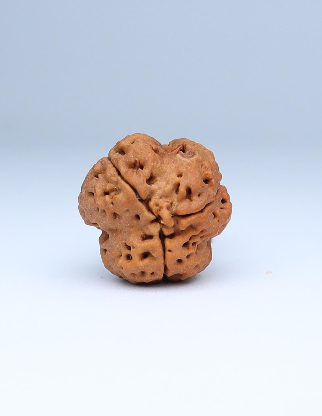 3 Mukhi Nepali Rudraksha