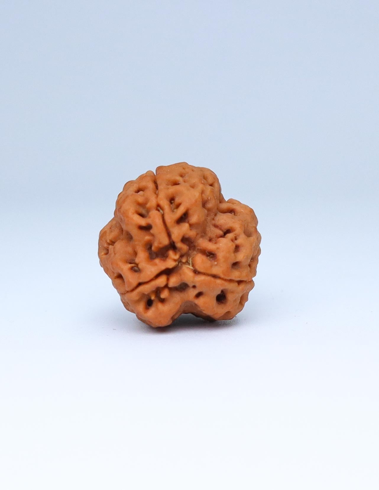 3 Mukhi Nepali Rudraksha