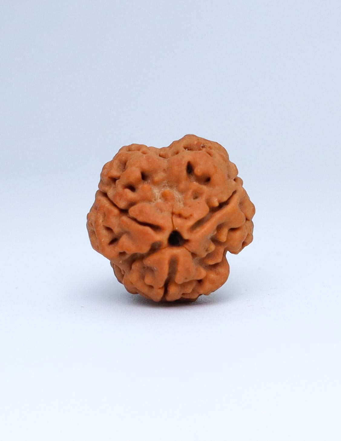 3 Mukhi Nepali Rudraksha