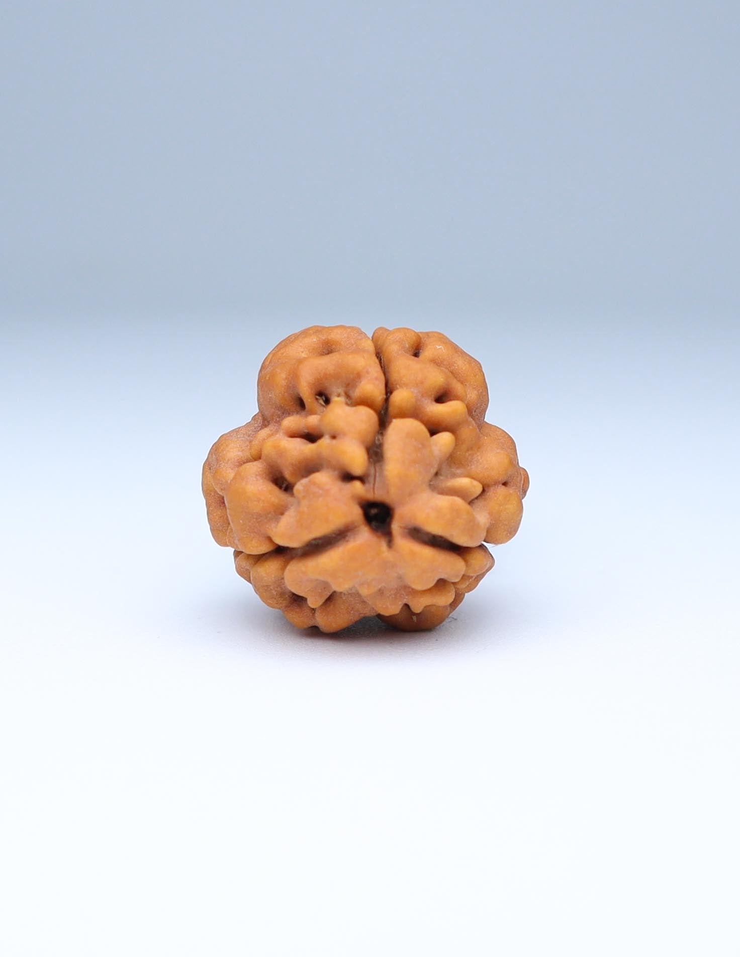 3 Mukhi Nepali Rudraksha