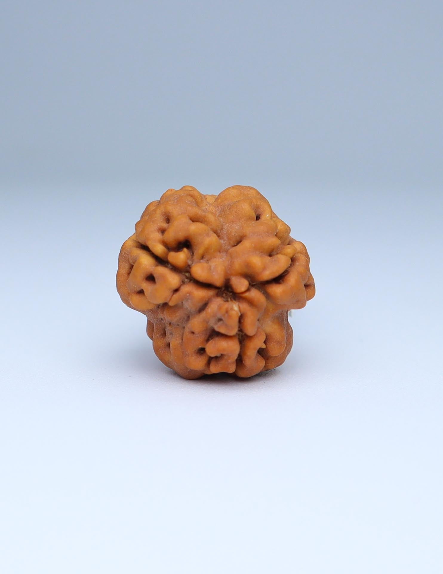 3 Mukhi Nepali Rudraksha