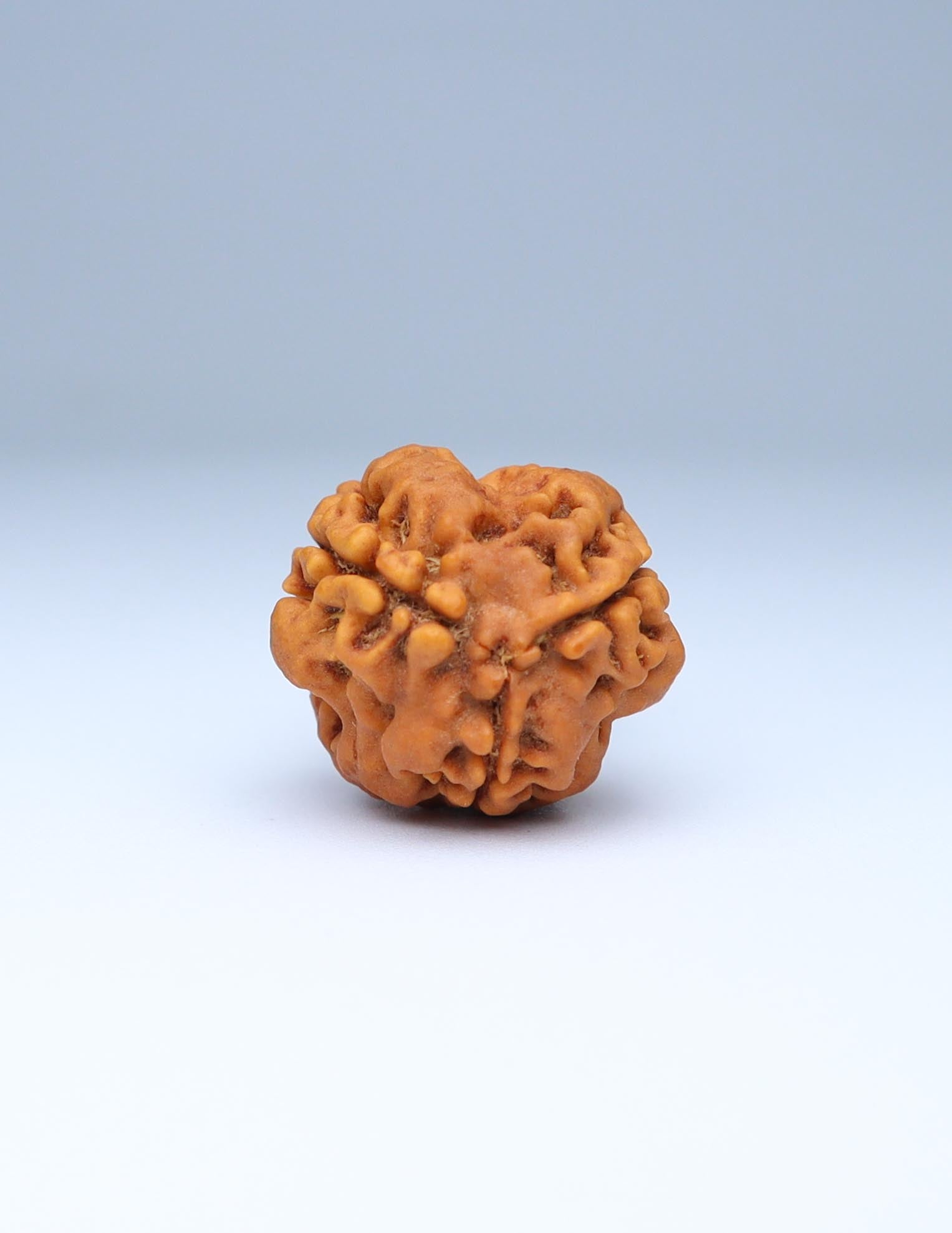 3 Mukhi Nepali Rudraksha