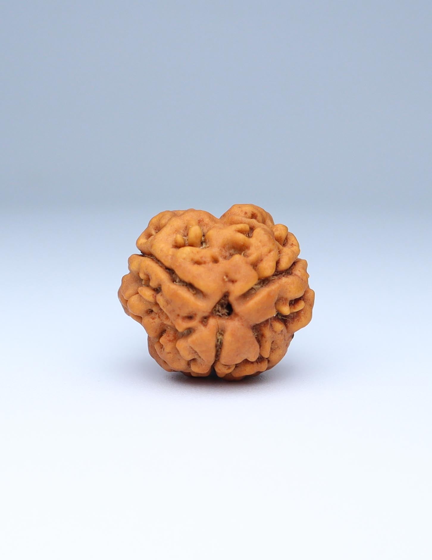 3 Mukhi Nepali Rudraksha