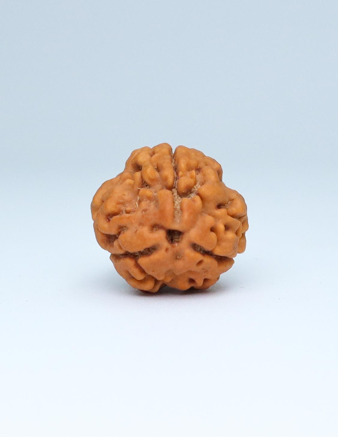 3 Mukhi Nepali Rudraksha