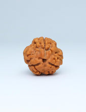 3 Mukhi Nepali Rudraksha