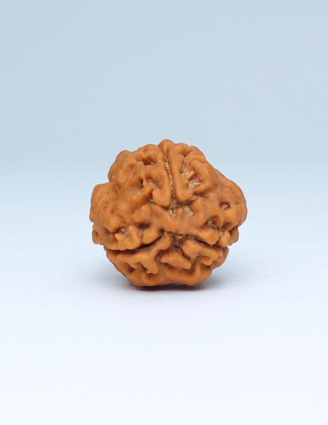 3 Mukhi Nepali Rudraksha