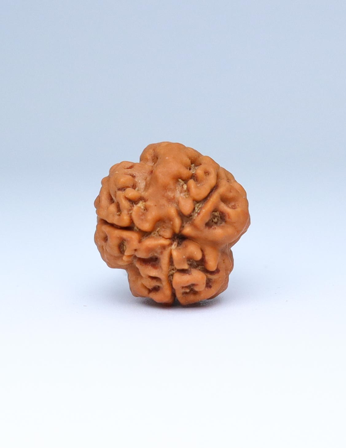 3 Mukhi Nepali Rudraksha