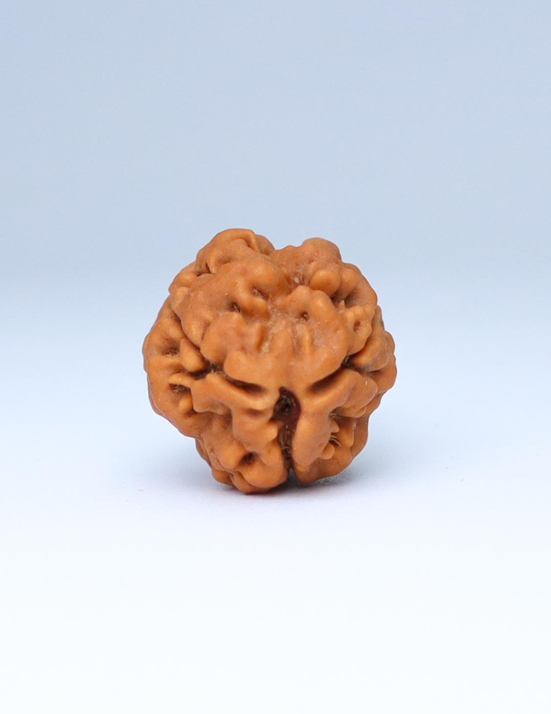 3 Mukhi Nepali Rudraksha