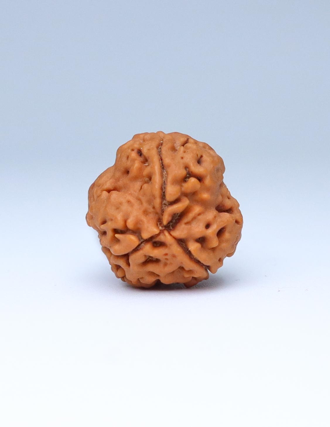 3 Mukhi Nepali Rudraksha