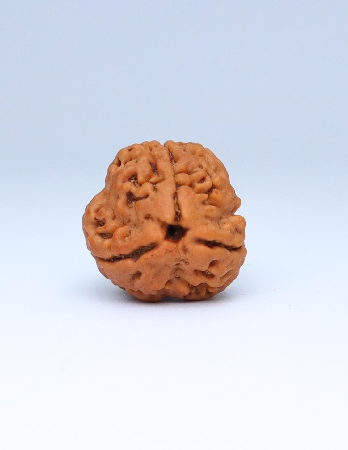 3 Mukhi Nepali Rudraksha