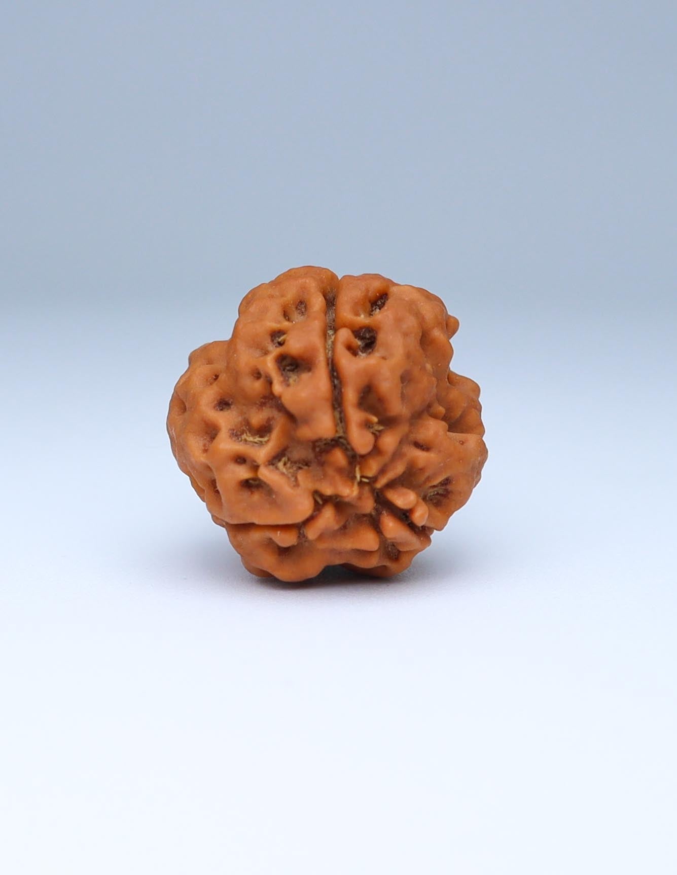 3 Mukhi Nepali Rudraksha