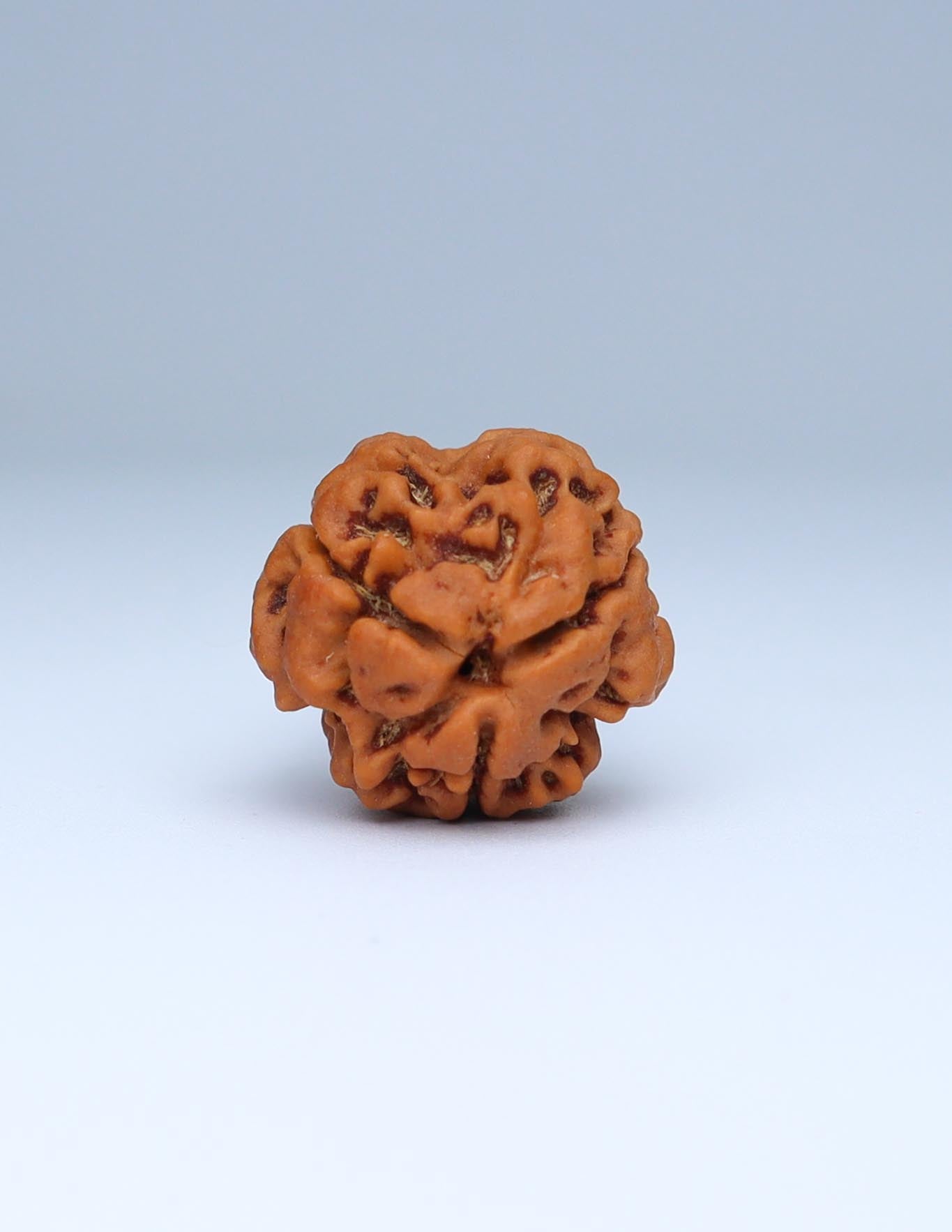 3 Mukhi Nepali Rudraksha