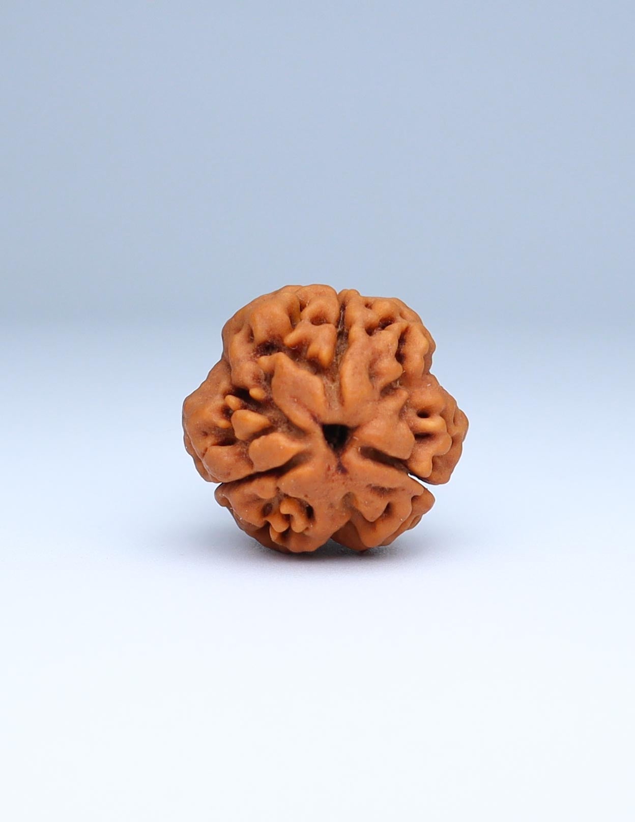 3 Mukhi Nepali Rudraksha