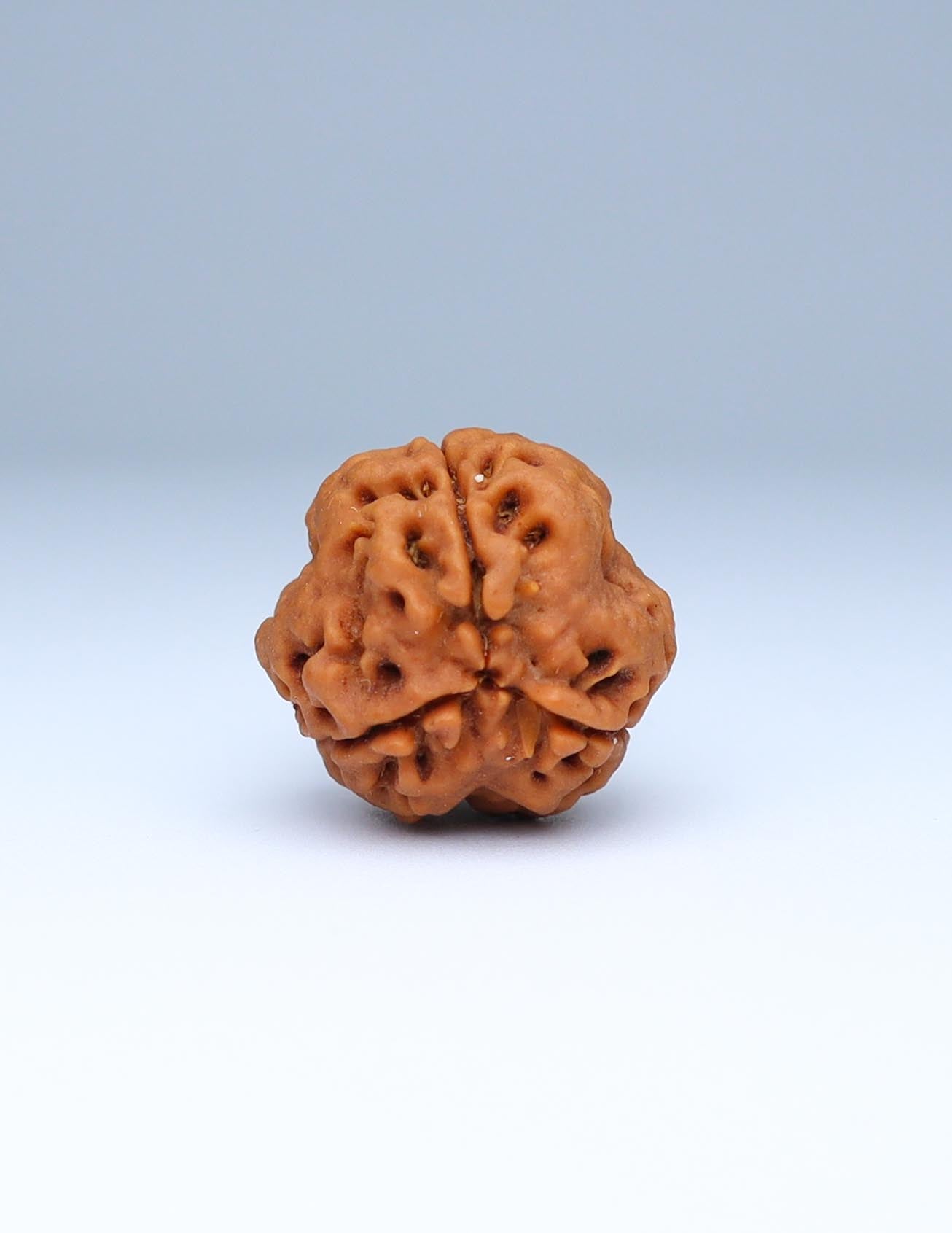 3 Mukhi Nepali Rudraksha