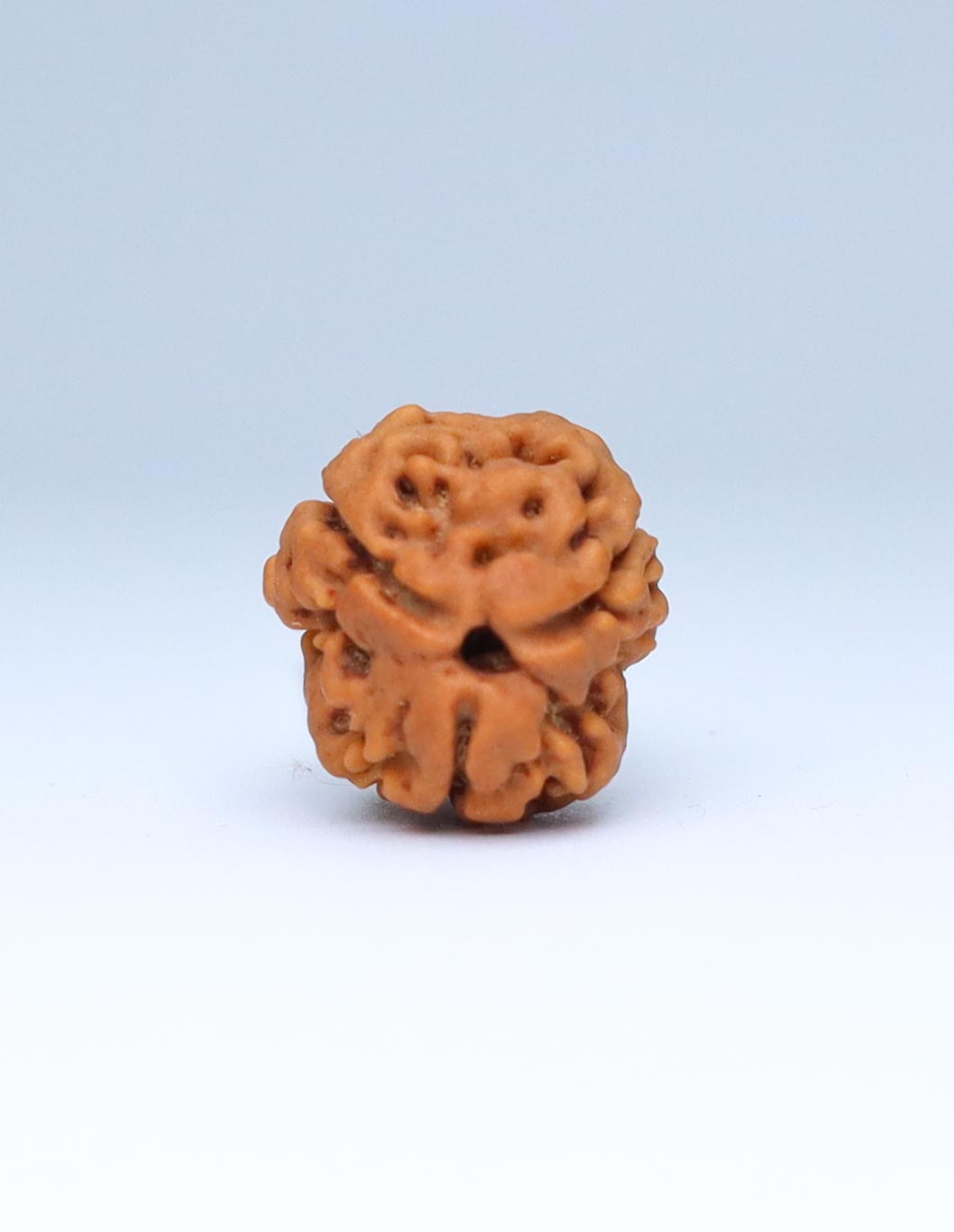 3 Mukhi Nepali Rudraksha