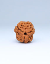 3 Mukhi Nepali Rudraksha