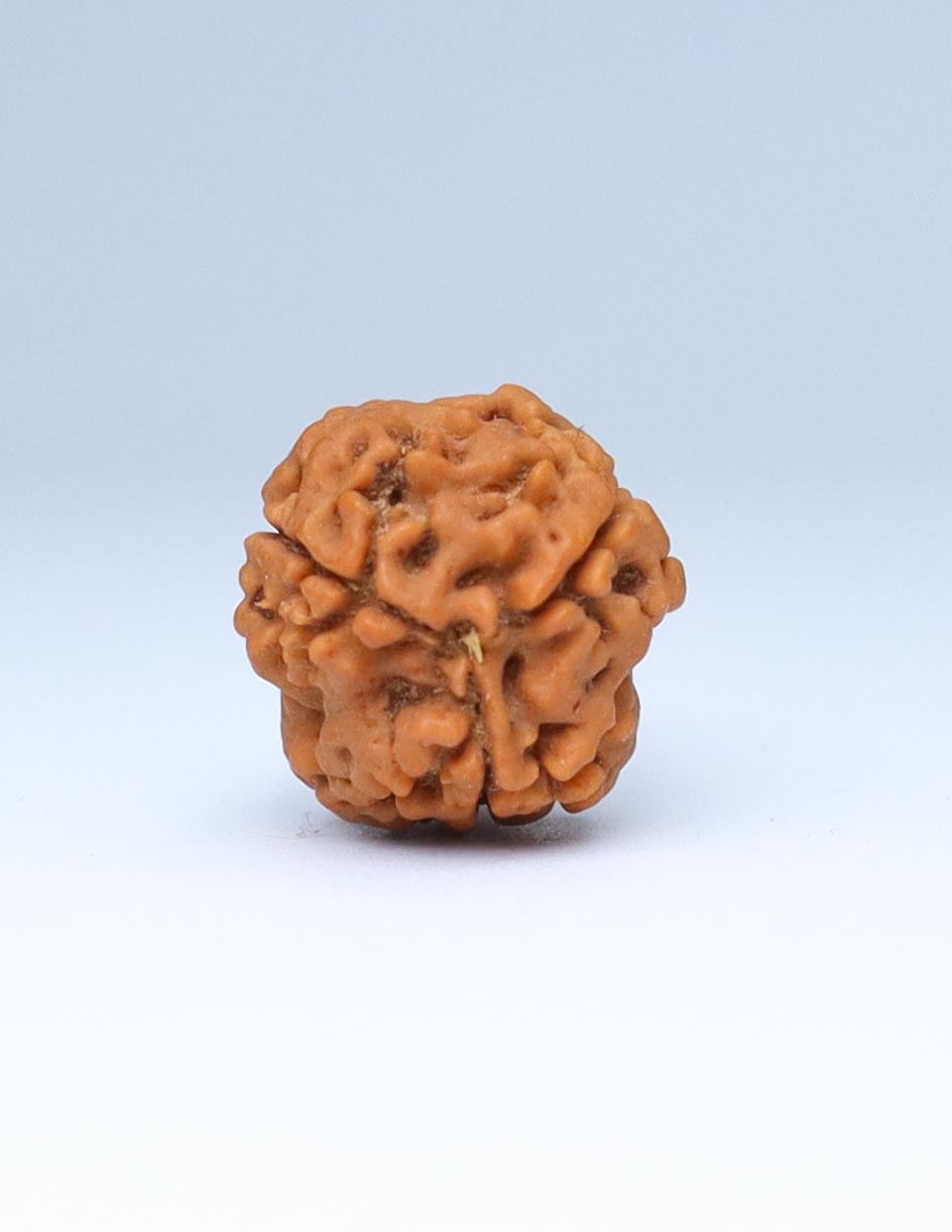 3 Mukhi Nepali Rudraksha