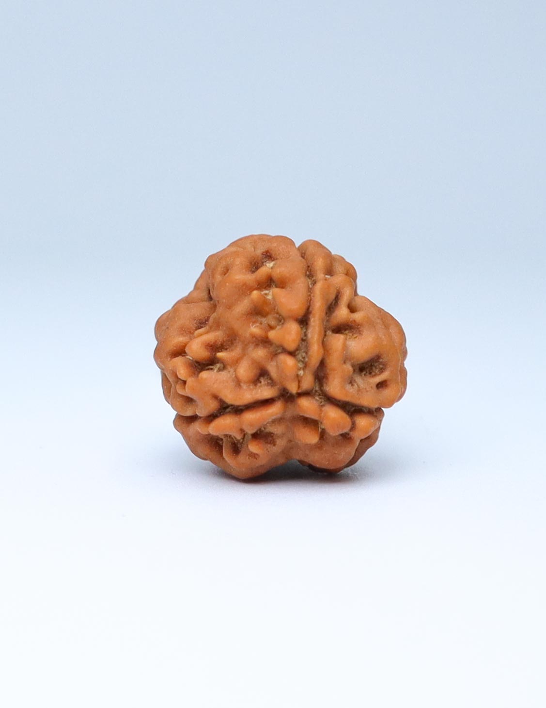 3 Mukhi Nepali Rudraksha