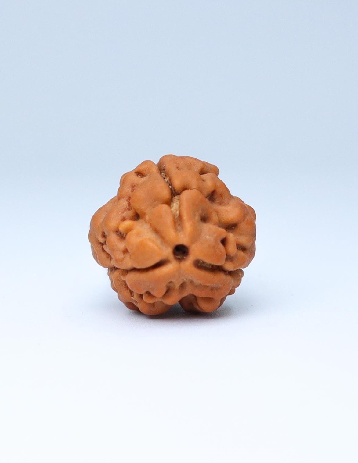 3 Mukhi Nepali Rudraksha