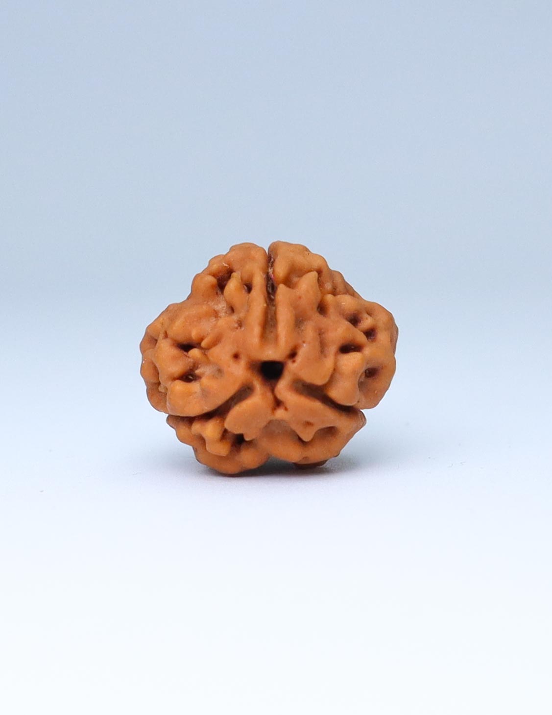 3 Mukhi Nepali Rudraksha