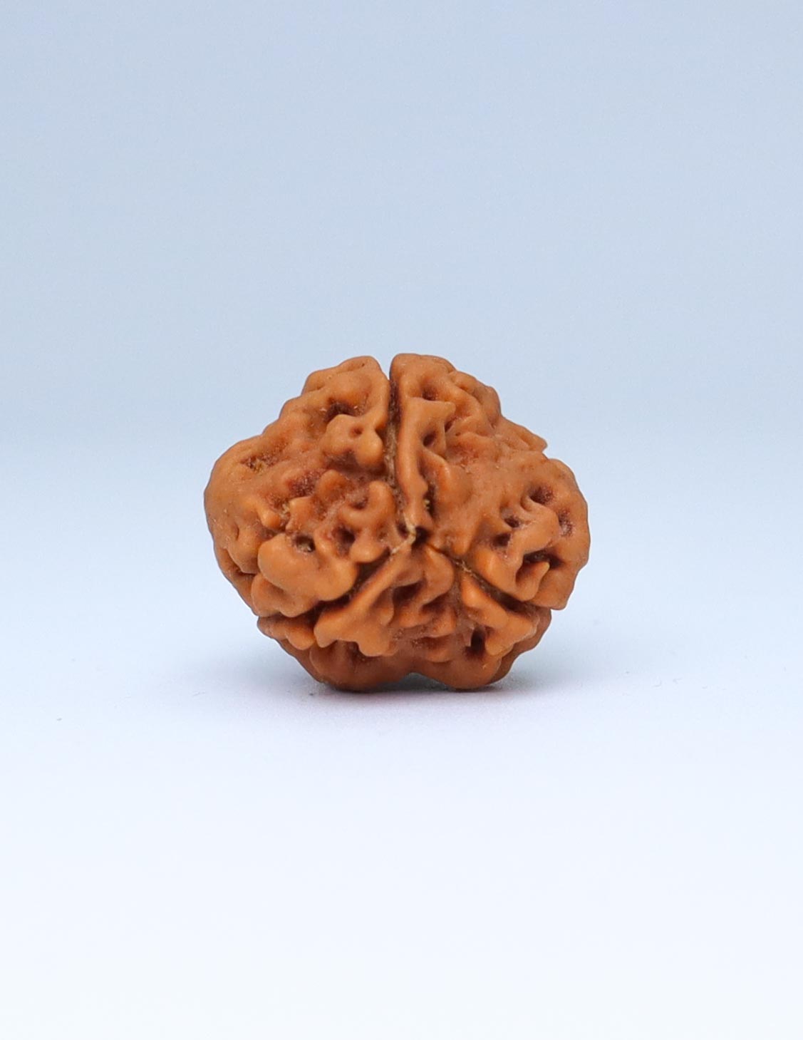 3 Mukhi Nepali Rudraksha