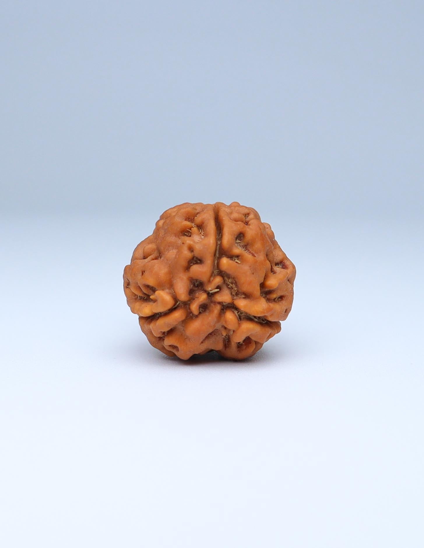 3 Mukhi Nepali Rudraksha