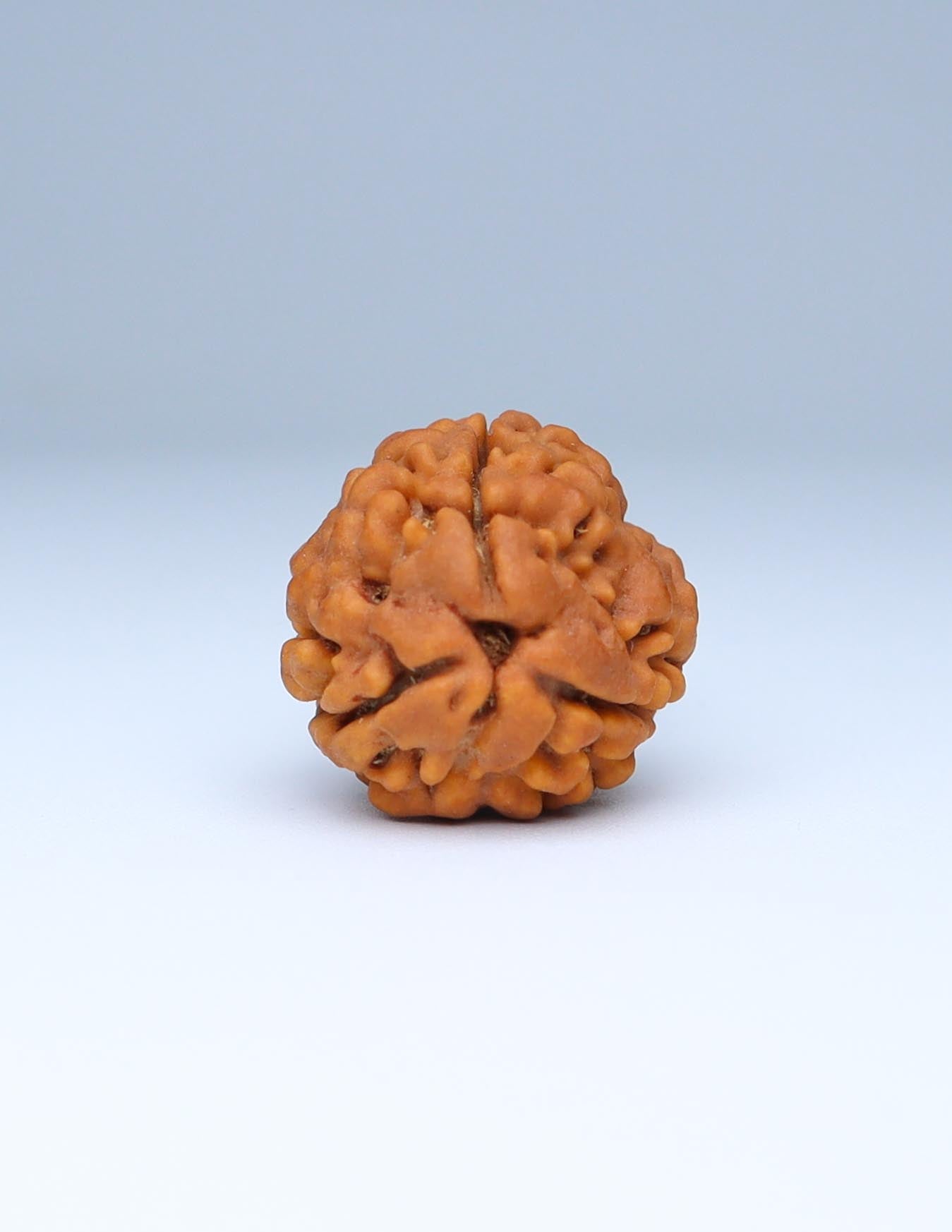 3 Mukhi Nepali Rudraksha