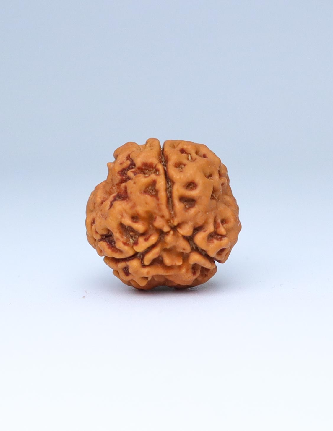 3 Mukhi Nepali Rudraksha