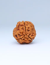 Buy Online 3 Mukhi Nepali Rudraksha in India