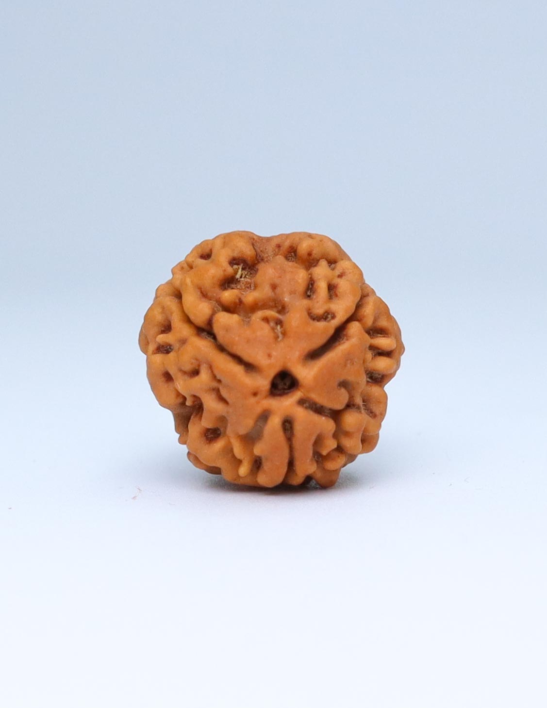 3 Mukhi Nepali Rudraksha