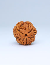 3 Mukhi Nepali Rudraksha