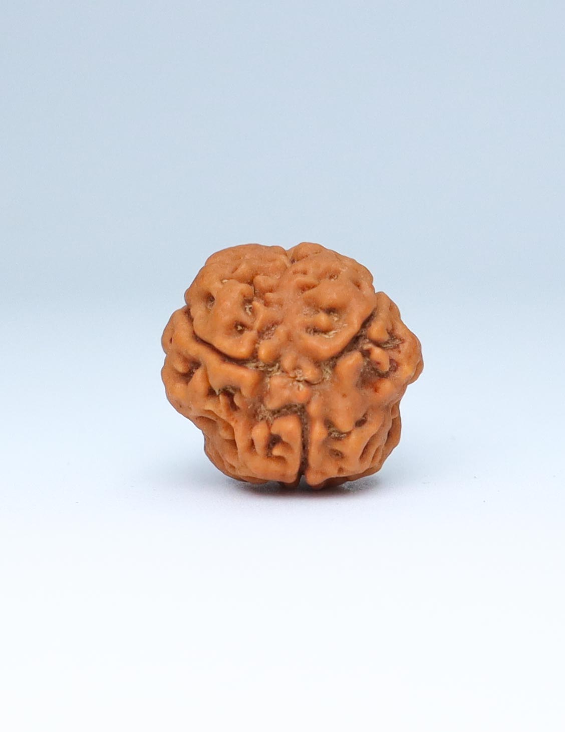 3 Mukhi Nepali Rudraksha