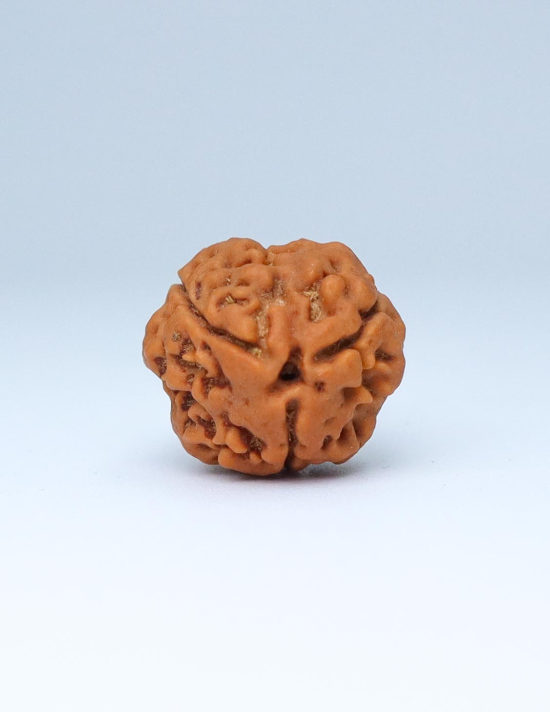 3 Mukhi Nepali Rudraksha