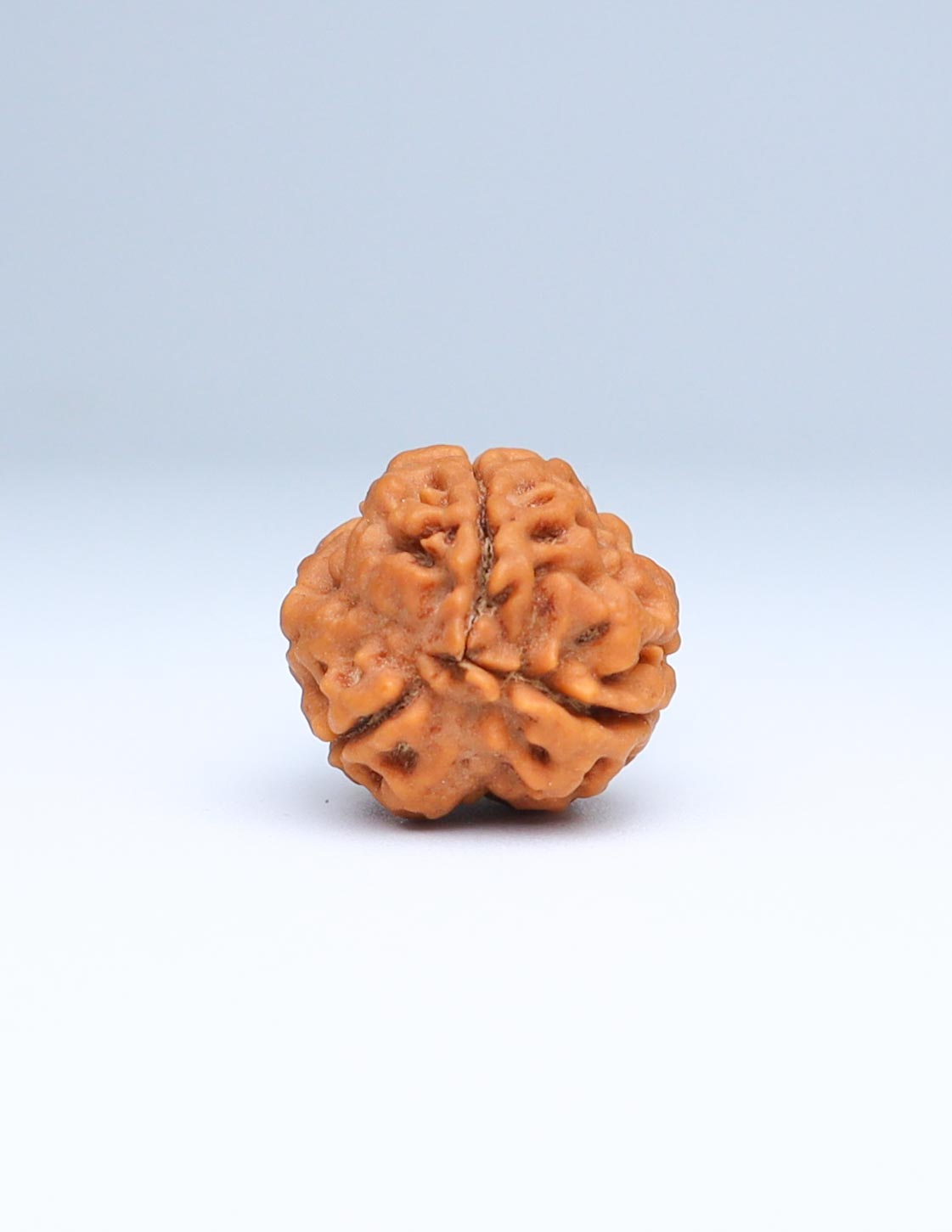 3 Mukhi Nepali Rudraksha